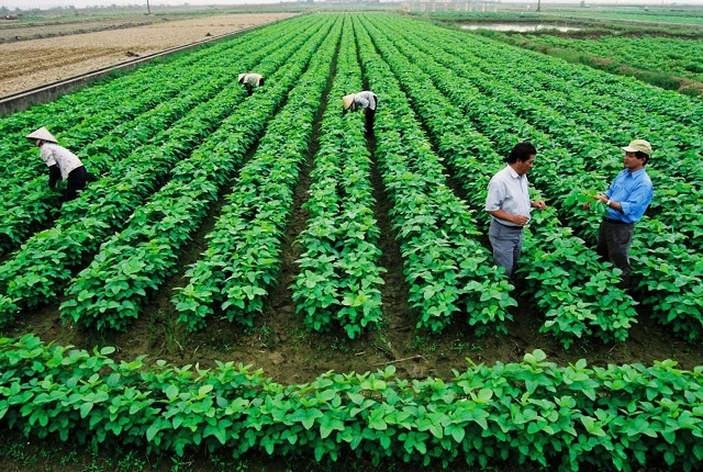 Thu mua bao tiêu nông sản sạch